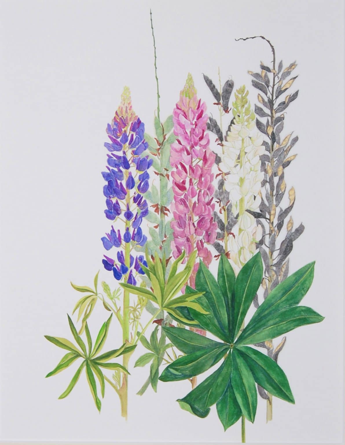 Lupine Botanical Print - Authentic Superior