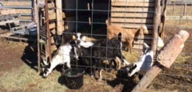 Superior Twin Oaks Dairy Goats